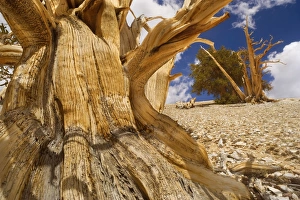 Bristlecone Pine