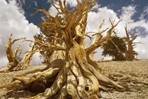 Bristlecone Pines - very gnarled and windswept Bristlecone Pines standing on a high plain on White Mountain. One of the existing individiuals are thought to be around 5000 years, being the oldest tree in the world - Inyo National Forest