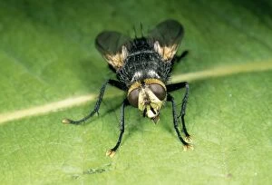 Bristly FLY - (Tachinidae)