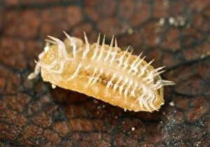 Britain s smallest millipede (3 mm in length) - On its back showing numerous pairs of legs