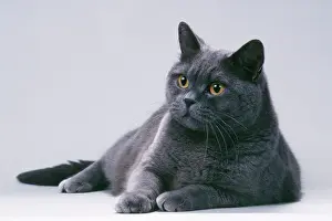 British Prints: British Blue Shorthair Cat
