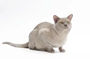 British Burmese Cat - in studio