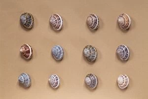 British Garden snail shells - showing pattern variations