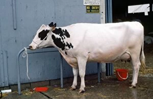 Barns Gallery: British Holstein Cattle
