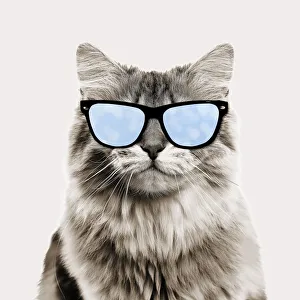 Images Dated 3rd February 2020: British longhair black golden shaded Cat, smiling wearing sun glasses Date: 30-May-13