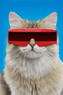 British longhair black golden shaded Cat, smiling, wearing futuristic sunglasses