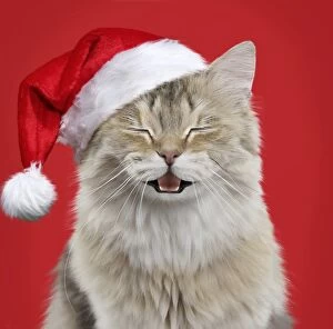 British Longhair cat wearing a Christmas Santa hat