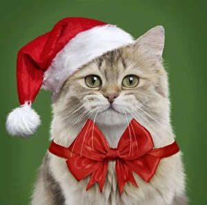 British Longhair cat wearing a red bow and Christmas Santa hat