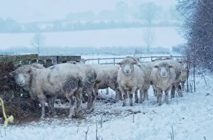 Images Dated 18th January 2013: British Milksheep (breed) feeding in winter snow