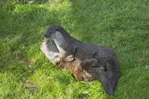Wrestling Prints: British Otter - Playfighting on Riverbank Lutra lutra lutra Otter Trust Suffolk