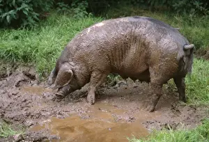 British Saddleback Pig
