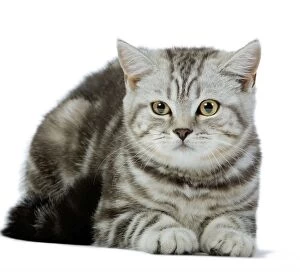 British Shorthair Gallery: British Short Hair Silver Spotted Cat