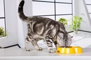 British Shorthair Gallery: British Short Hair Silver Spotted cat feeding from bowl