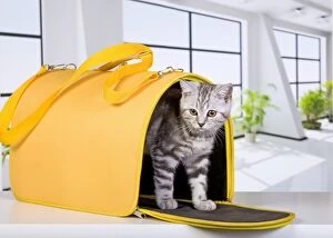 British Short Hair Silver Spotted in travel carrier / transporter cat
