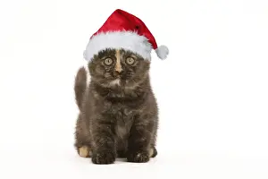 Christmas Prints: British Shorthair Cat - 8 week old kitten in Christmas hat Digital Manipulation: Hat Su