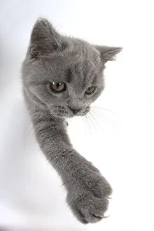 British shorthair cat reaching its paw for a selfie photo