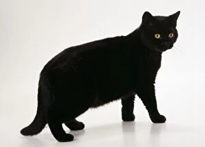 Black Cats Gallery: BRITISH SHORTHAIR CAT - side view