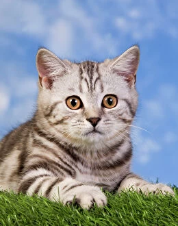 British Shorthair Silver Tabby Cat
