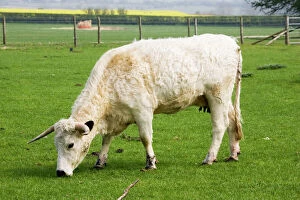 Images Dated 16th April 2007: British white cattle - cow. Rare Breed Trust Cotswold Farm Park Temple Guiting near Stow