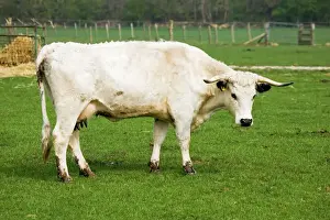Cattle Prints: British white cattle - cow. Rare Breed Trust Cotswold Farm Park Temple Guiting near Stow on the Wold UK