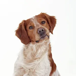 Pricked Ears Prints: Brittany Dog