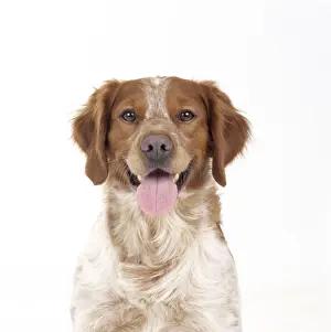 Brittany Dog