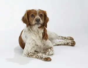 Bitch Prints: Brittany dog - female lying down