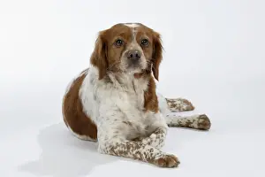 Brittany dog - female lying down