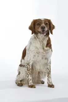 Bitch Prints: Brittany dog - female sitting down