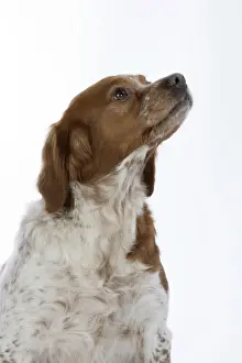Brittany dog - female sitting down