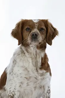 Brittany dog - female sitting down
