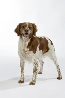Bitch Prints: Brittany dog, female standing up