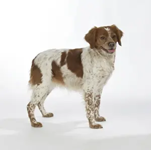 Brittany dog - female standing up