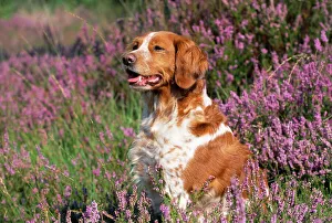 Images Dated 4th August 2008: Brittany Dog - in heather