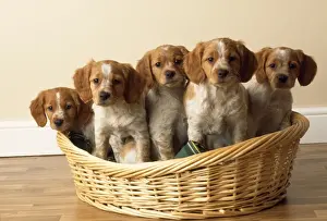 Brittany Dog - puppies