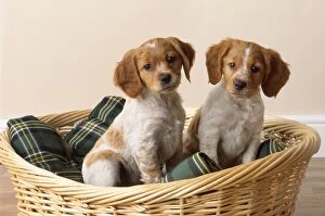 Brittany Dog - puppies in basket