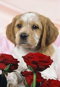 Images Dated 28th November 2007: Brittany Dog - puppy with roses