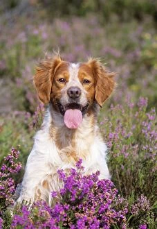 Brittany / Epagneul Breton Dog - in heather