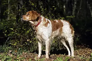 Bell Prints: Brittany Spaniel - with bell around neck