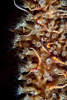 Images Dated 22nd August 2012: Brittele Star
