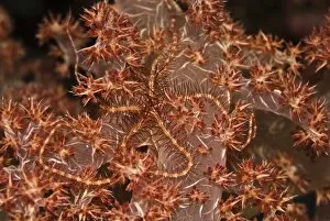 Echinoderms Gallery: Brittle Star - Blending into it's home on the soft coral this starfish is almost invisible