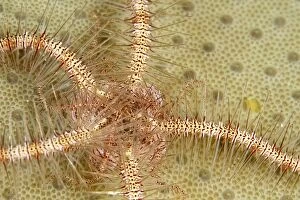 Images Dated 9th November 2010: Brittle Star - Indonesia