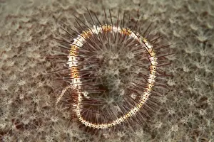 Brittle Star - Indonesia