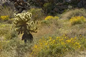 Dandelion Prints: Brittlebush, Desert Dandelions (Malacothrix glabrata)