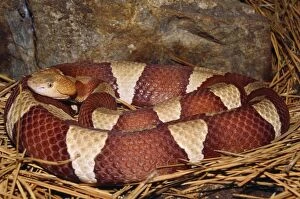 Images Dated 16th June 2008: Broad-banded Copperhead Snake - South Central USA