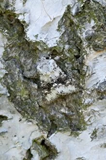 Broad-barred White - on bark of birch tree