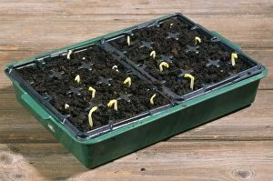 Broad Bean Seedlings - in seed tray