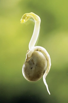 Images Dated 7th November 2006: Broad Bean - showing root