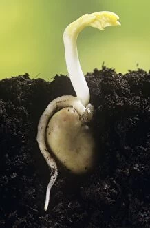 Images Dated 7th November 2006: Broad Bean - showing root