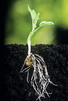 Leaf Collection: Broad Bean - showing root growth